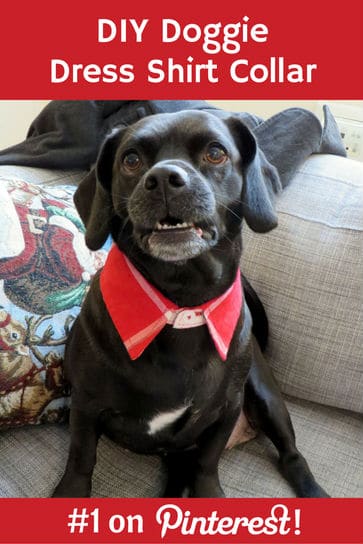 doggie-dress-shirt-collar